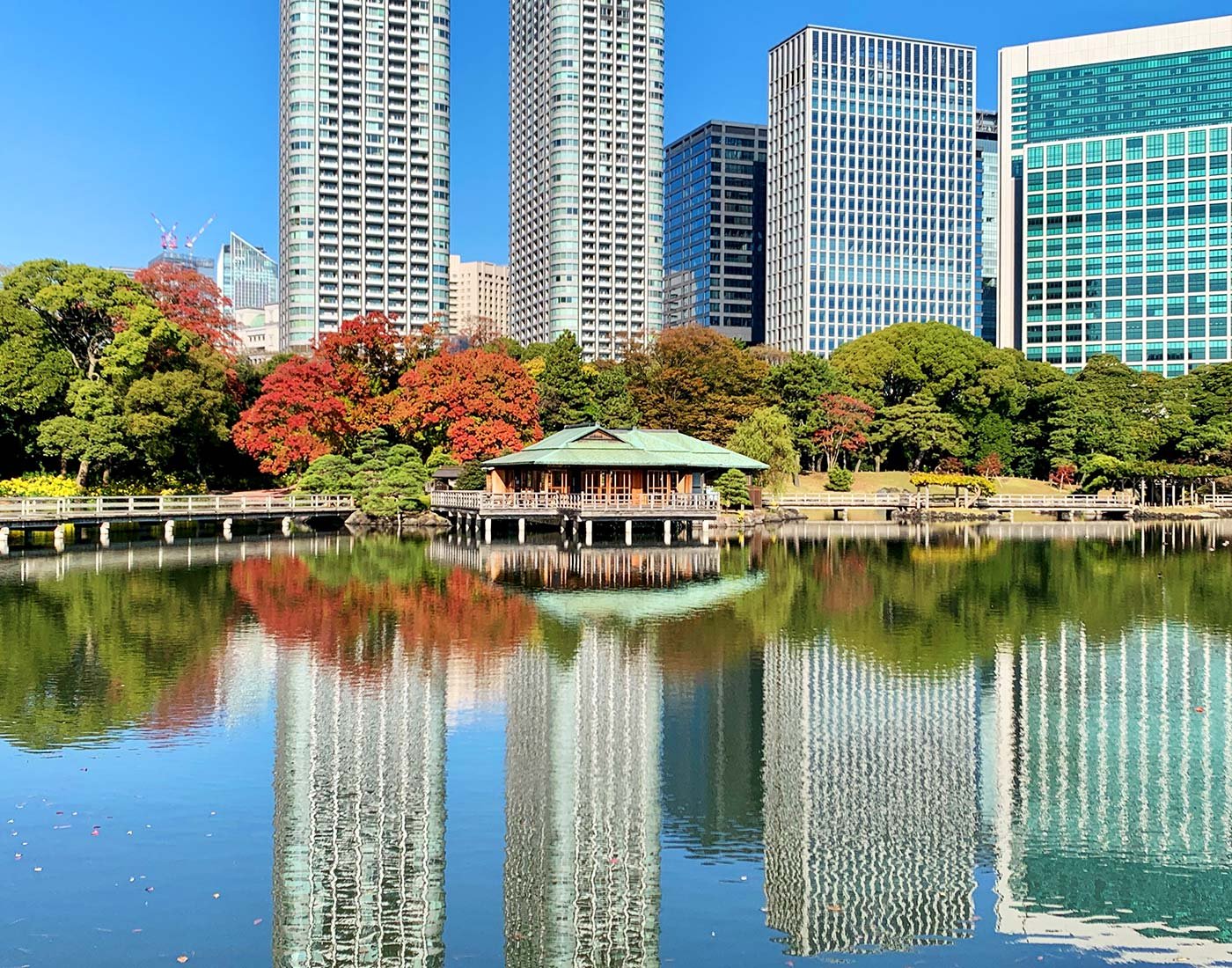🌳 하마리큐 은사 정원(하마리큐 온시 테이엔) 이미지 6